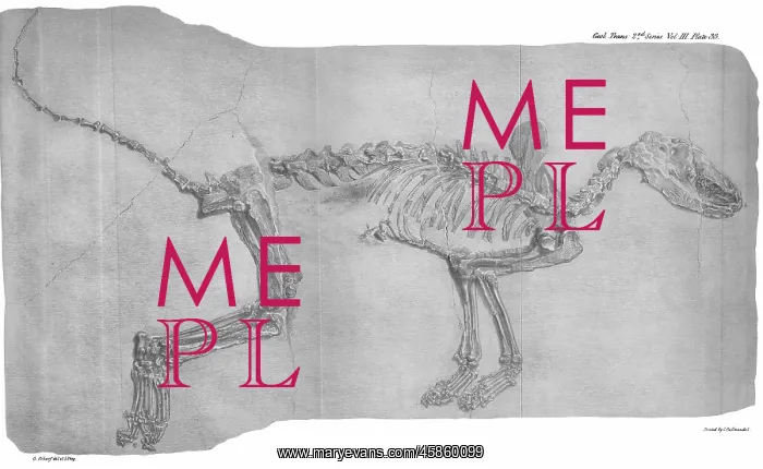 : Fossil fox from Oeningen : Fossil fox from Oeningen