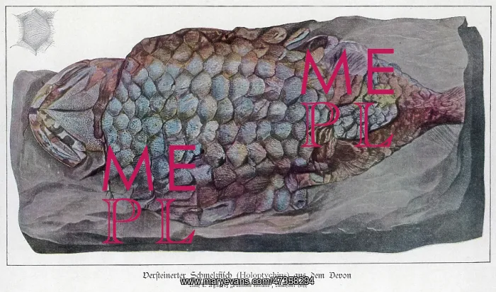 : FOSSIL HOLOPTYCHIUS : FOSSIL HOLOPTYCHIUS