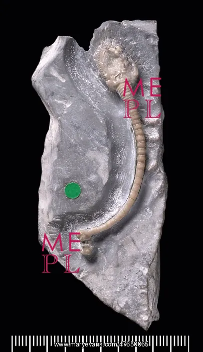 : Fossil Holothurian or sea cucumber : Fossil Holothurian or sea cucumber