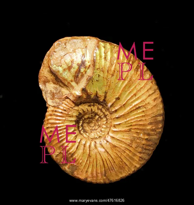 : A fossil Kosmoceras, ammonite : A fossil Kosmoceras, ammonite