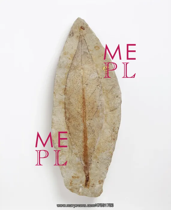 : Fossil leaf of an early flowering plant : Fossil leaf of an early flowering plant