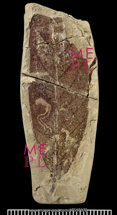 : Fossil leaf miner : Fossil leaf miner