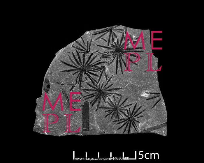 : Fossil leaves of Calamites : Fossil leaves of Calamites