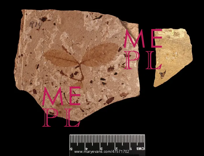 : Fossil leaves and thorn of a rose : Fossil leaves and thorn of a rose