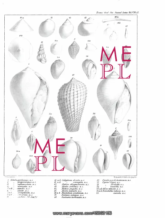 : Fossil mollusca : Fossil mollusca
