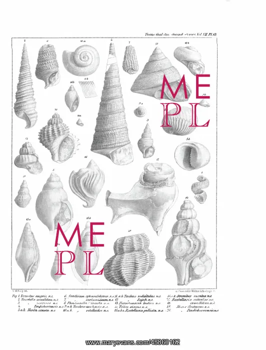 : Fossil mollusca : Fossil mollusca
