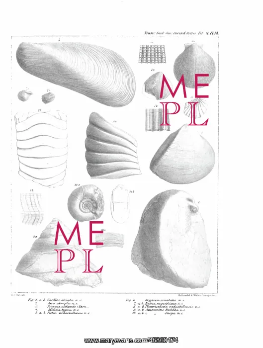 : Fossil mollusca : Fossil mollusca