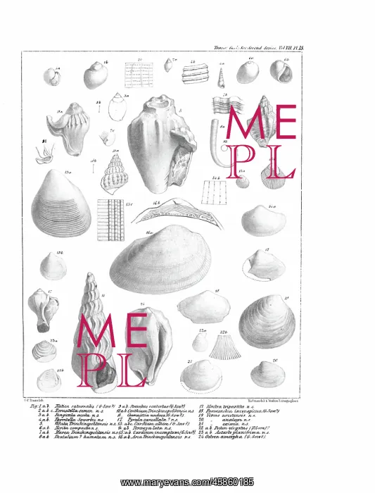 : Fossil mollusca : Fossil mollusca