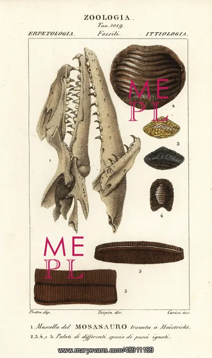 : Fossil Mososaurus skull and fish palates : Fossil Mososaurus skull and fish palates