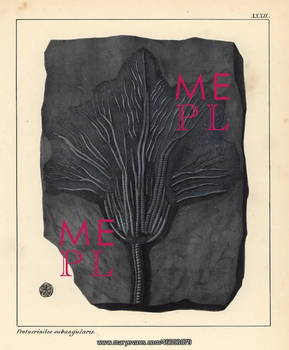 : Fossil of Pentacrinites subangularis, extinct : Fossil of Pentacrinites subangularis, extinct