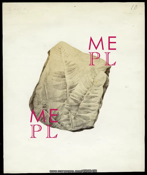 : Fossil plant from Otago : Fossil plant from Otago