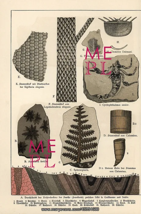 : Fossil plants and a scorpion : Fossil plants and a scorpion