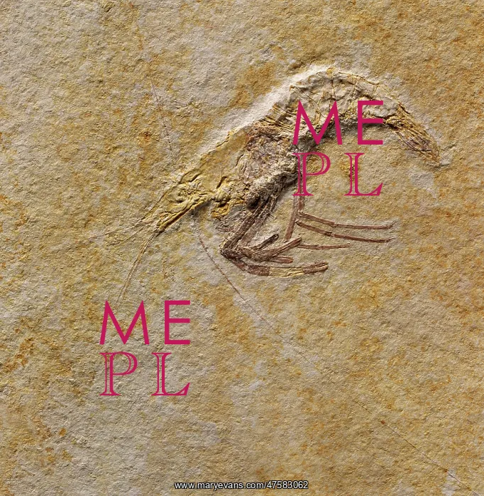 : Fossil prawn : Fossil prawn