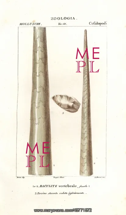 : Fossil shell of baculite or walking stick rock : Fossil shell of baculite or walking stick rock