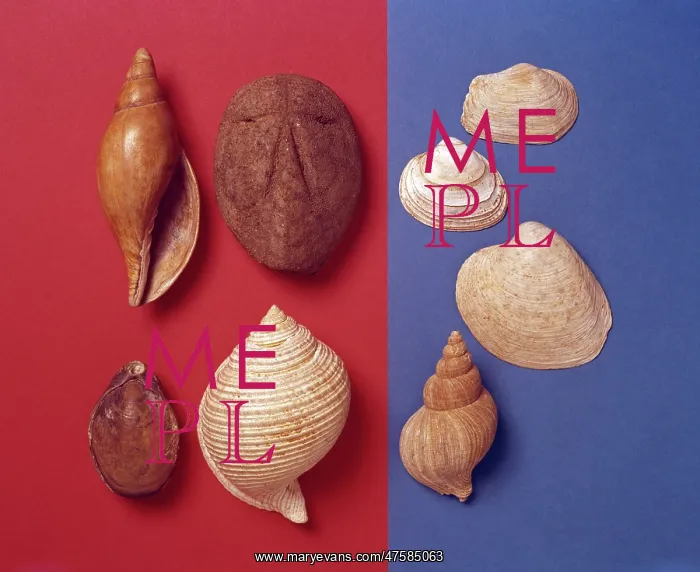  : Fossil shells