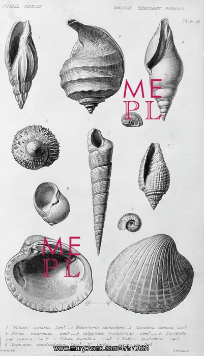 : Fossil shells of the Eocene Tertiary Period : Fossil shells of the Eocene Tertiary Period