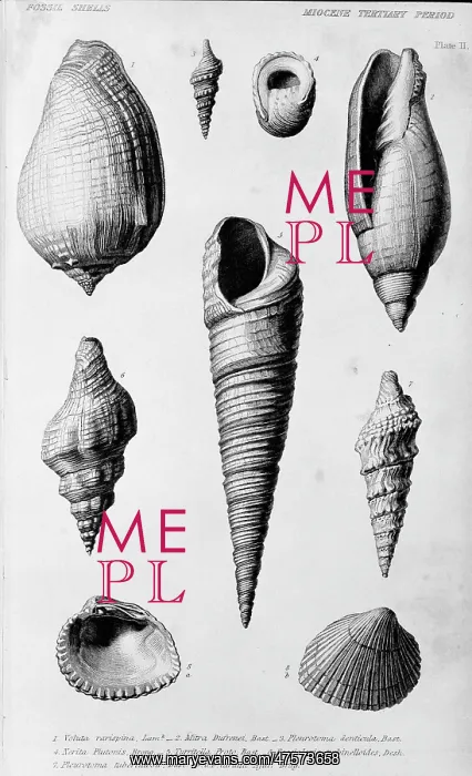 : Fossil shells of the Miocene Tertiary Period : Fossil shells of the Miocene Tertiary Period