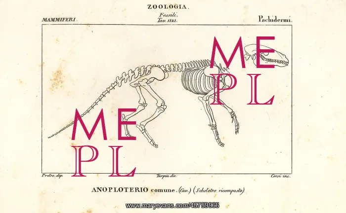 : Fossil skeleton of an extinct Anoplotherium commune : Fossil skeleton of an extinct Anoplotherium commune