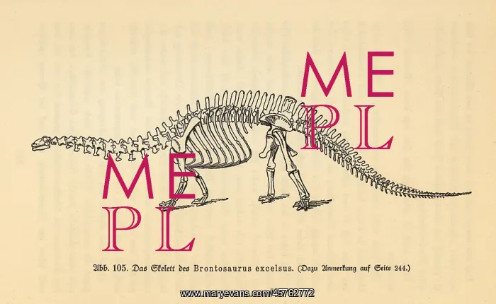 : Fossil skeleton of an extinct Brontosaurus excelsus : Fossil skeleton of an extinct Brontosaurus excelsus