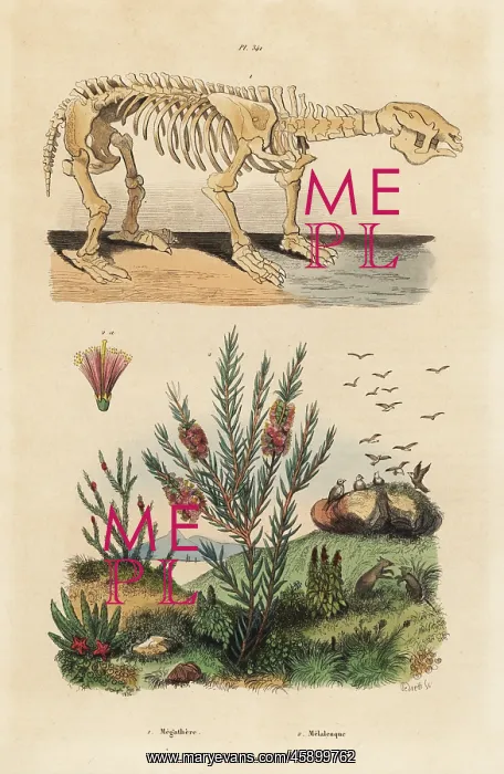 : Fossil skeleton of an extinct giant ground : Fossil skeleton of an extinct giant ground