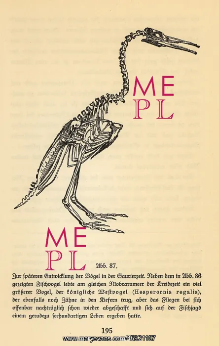 : Fossil skeleton of an extinct Hesperornis regalis : Fossil skeleton of an extinct Hesperornis regalis