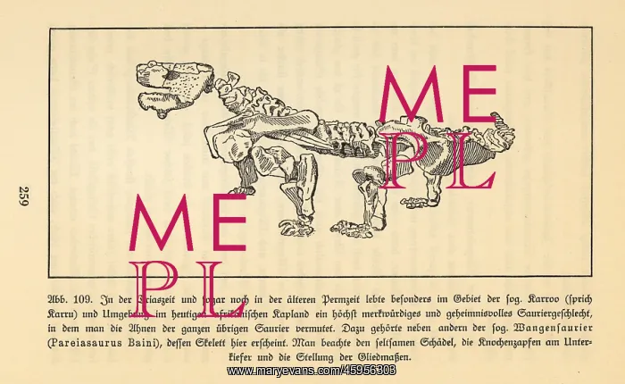 : Fossil skeleton of an extinct Pareiasaur, Bradysaurus baini : Fossil skeleton of an extinct Pareiasaur, Bradysaurus baini