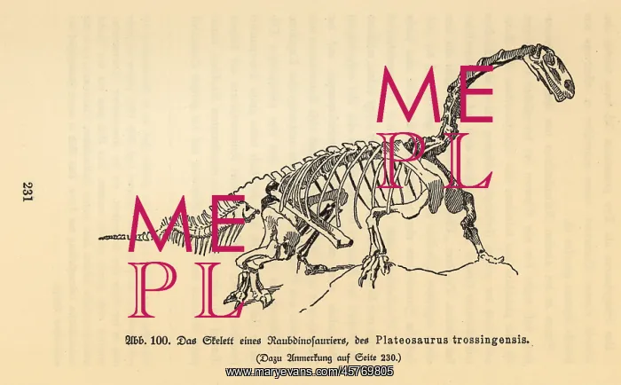 : Fossil skeleton of an extinct Plateosaurus trossingensis : Fossil skeleton of an extinct Plateosaurus trossingensis