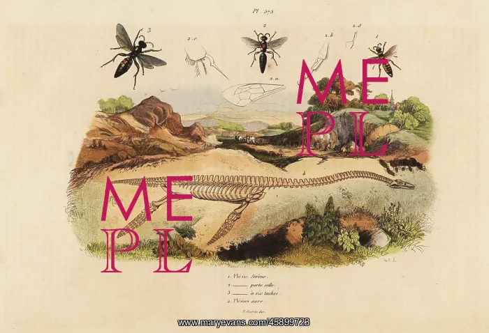 : Fossil skeleton of an extinct plesiosaurus, and wasps : Fossil skeleton of an extinct plesiosaurus, and wasps