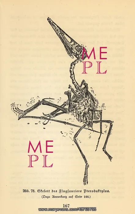 : Fossil skeleton of an extinct Pterodactyl : Fossil skeleton of an extinct Pterodactyl
