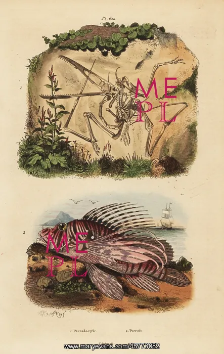 : Fossil skeleton of an extinct pterodactyl : Fossil skeleton of an extinct pterodactyl