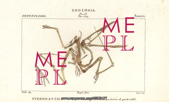 : Fossil skeleton of an extinct pterodactyl, Pterodactylus : Fossil skeleton of an extinct pterodactyl, Pterodactylus
