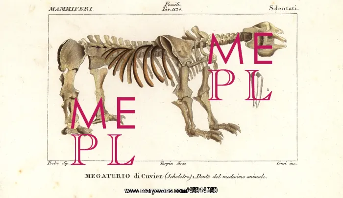 : Fossil skeleton of the giant ground sloth, Megatherium : Fossil skeleton of the giant ground sloth, Megatherium