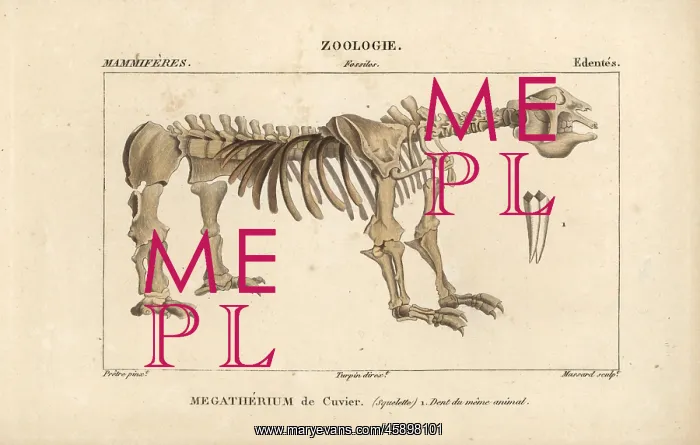: Fossil skeleton of a Great Beast, Megatherium : Fossil skeleton of a Great Beast, Megatherium
