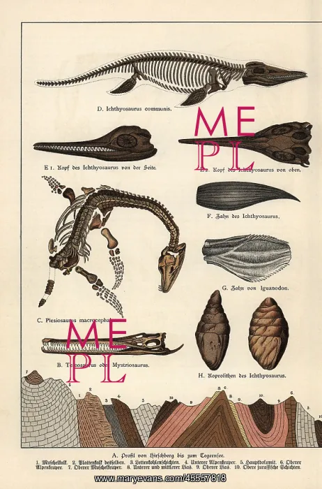  : Fossil skeleton, tooth, skull and excrement