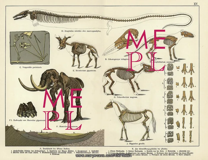 : Fossil skeletons of extinct bat, giraffid : Fossil skeletons of extinct bat, giraffid