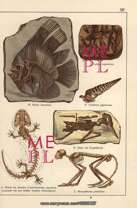 : Fossil skeletons of fish, shell, bird and monkey : Fossil skeletons of fish, shell, bird and monkey