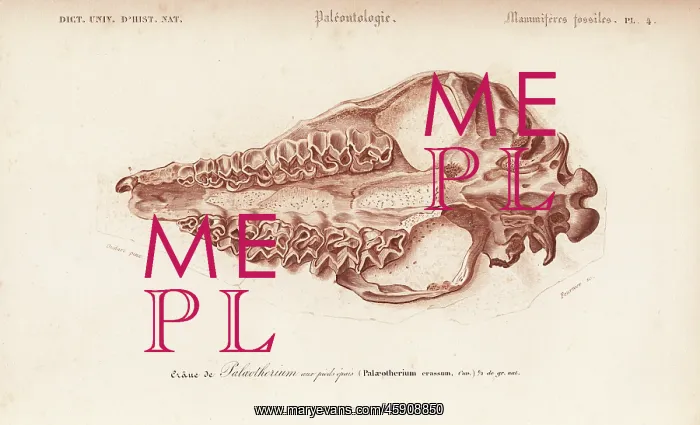 : Fossil skull of extinct Palaeotherium crassum : Fossil skull of extinct Palaeotherium crassum