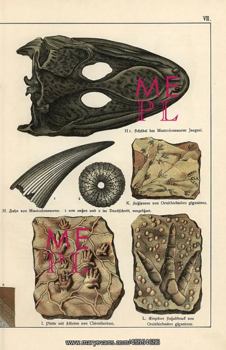 : Fossil skull, tooth, and footprints : Fossil skull, tooth, and footprints