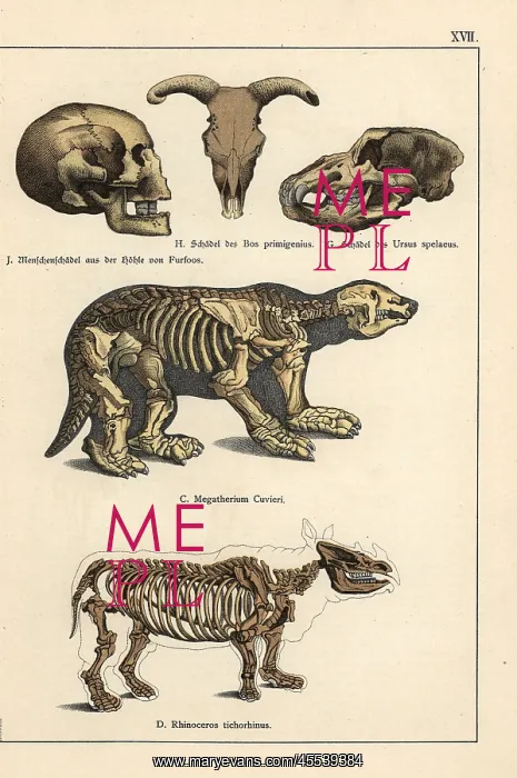 : Fossil skulls and skeletons : Fossil skulls and skeletons