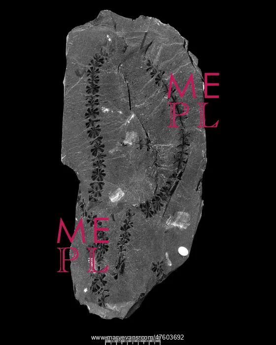 : Fossil Sphenophyllum : Fossil Sphenophyllum