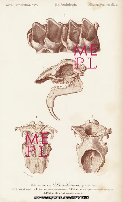 : Fossil teeth, skull and jaw of the extinct : Fossil teeth, skull and jaw of the extinct