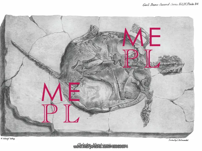 : Fossil tortoise from Oeningen : Fossil tortoise from Oeningen