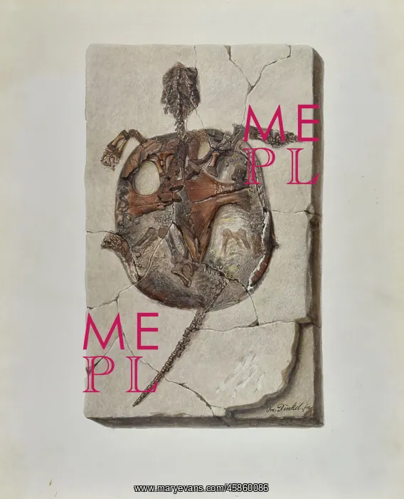 : Fossil tortoise from Oeningen : Fossil tortoise from Oeningen