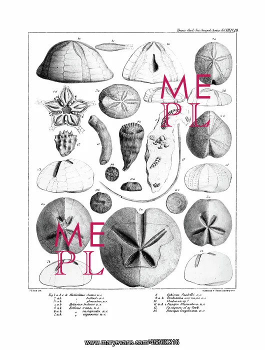 : Fossil urchins : Fossil urchins