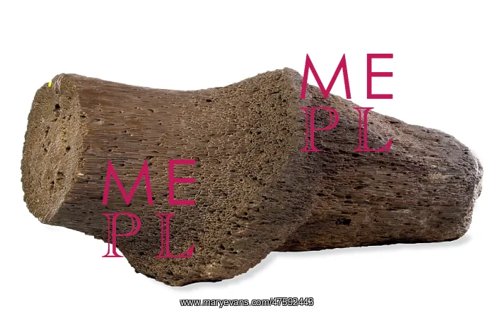 : Fossil Wood : Fossil Wood