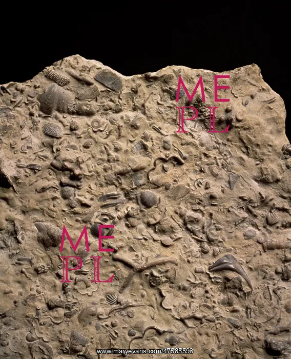 : Fossiliferous limestone : Fossiliferous limestone