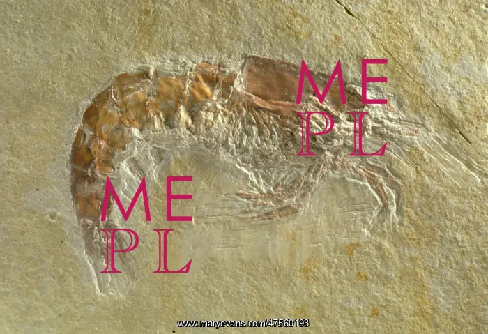 : Fossilised Acanthochirana cordata, prawn : Fossilised Acanthochirana cordata, prawn