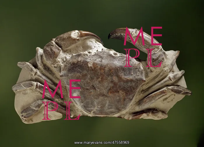 : Fossilised Archaeogeryon peruvianus, Miocene crab : Fossilised Archaeogeryon peruvianus, Miocene crab