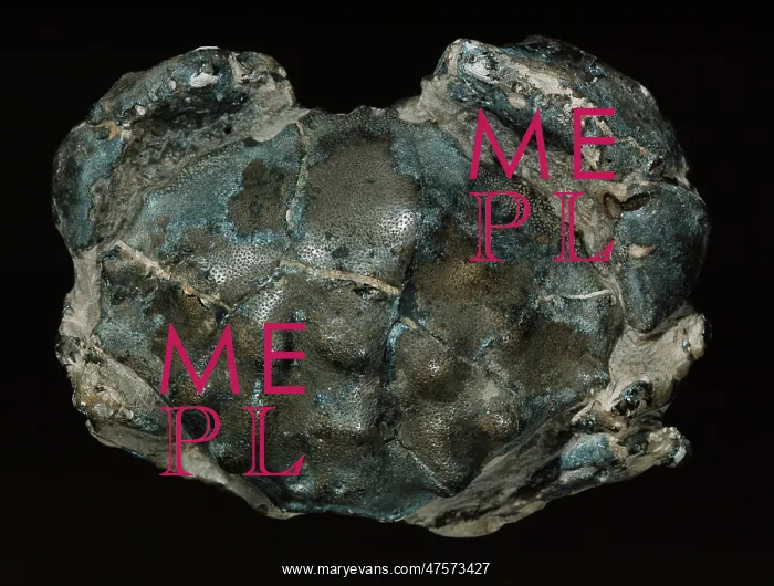 : Fossilised Eocene crab : Fossilised Eocene crab