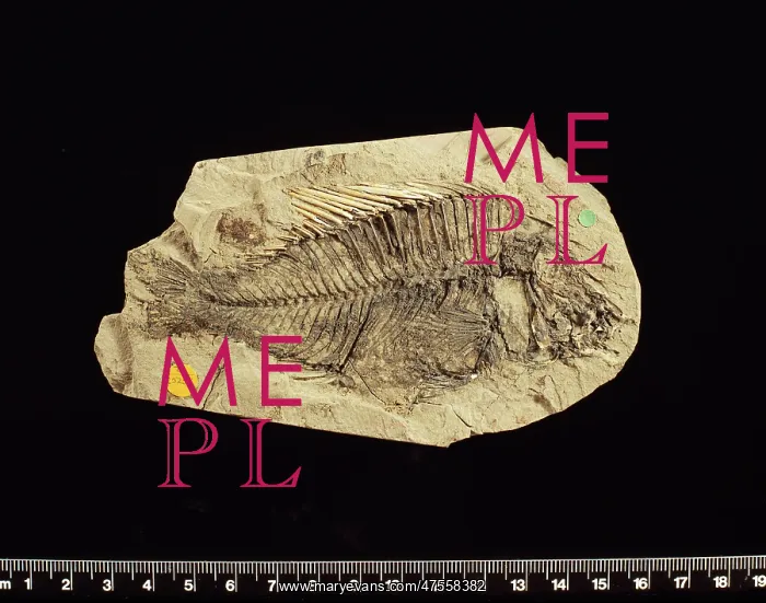 : Fossilised Macracara prisca, cichlid : Fossilised Macracara prisca, cichlid